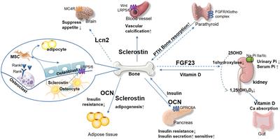 The Emerging Role of Bone-Derived Hormones in Diabetes Mellitus and Diabetic Kidney Disease